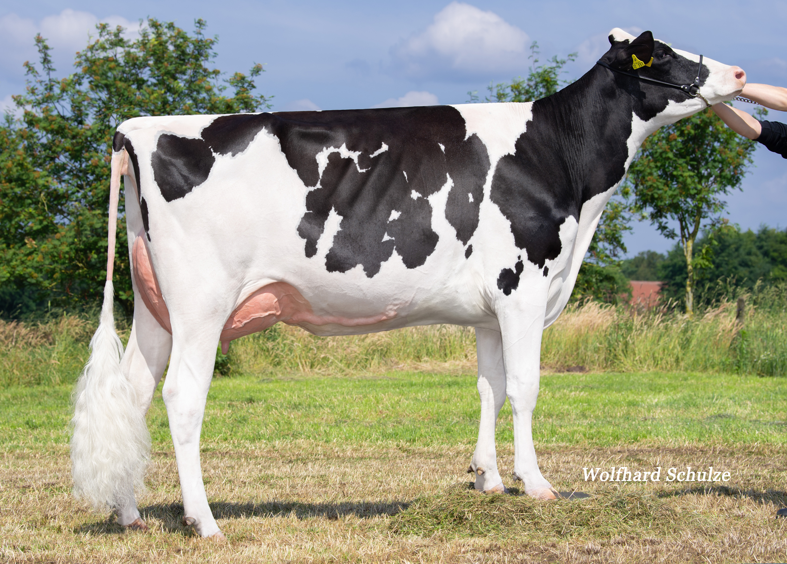 M: Budjon Altitude Atlanta VG-87