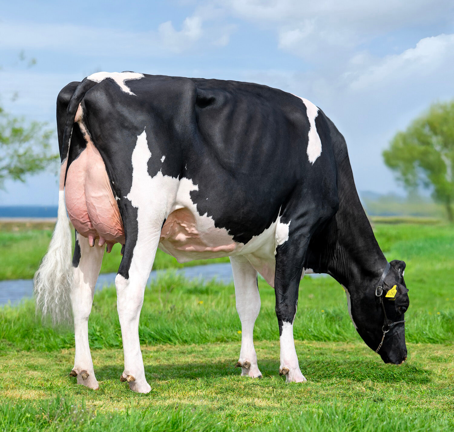 M: Lolapalooza VG-87-2yr