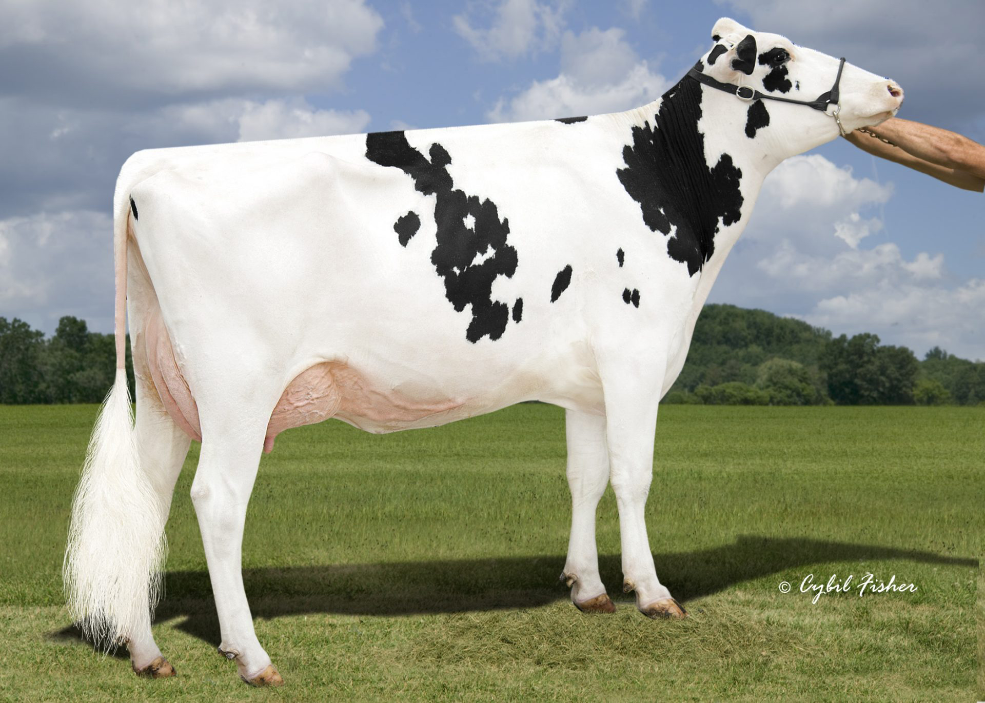 M: Budjon-Vail HP DM Serena VG-88