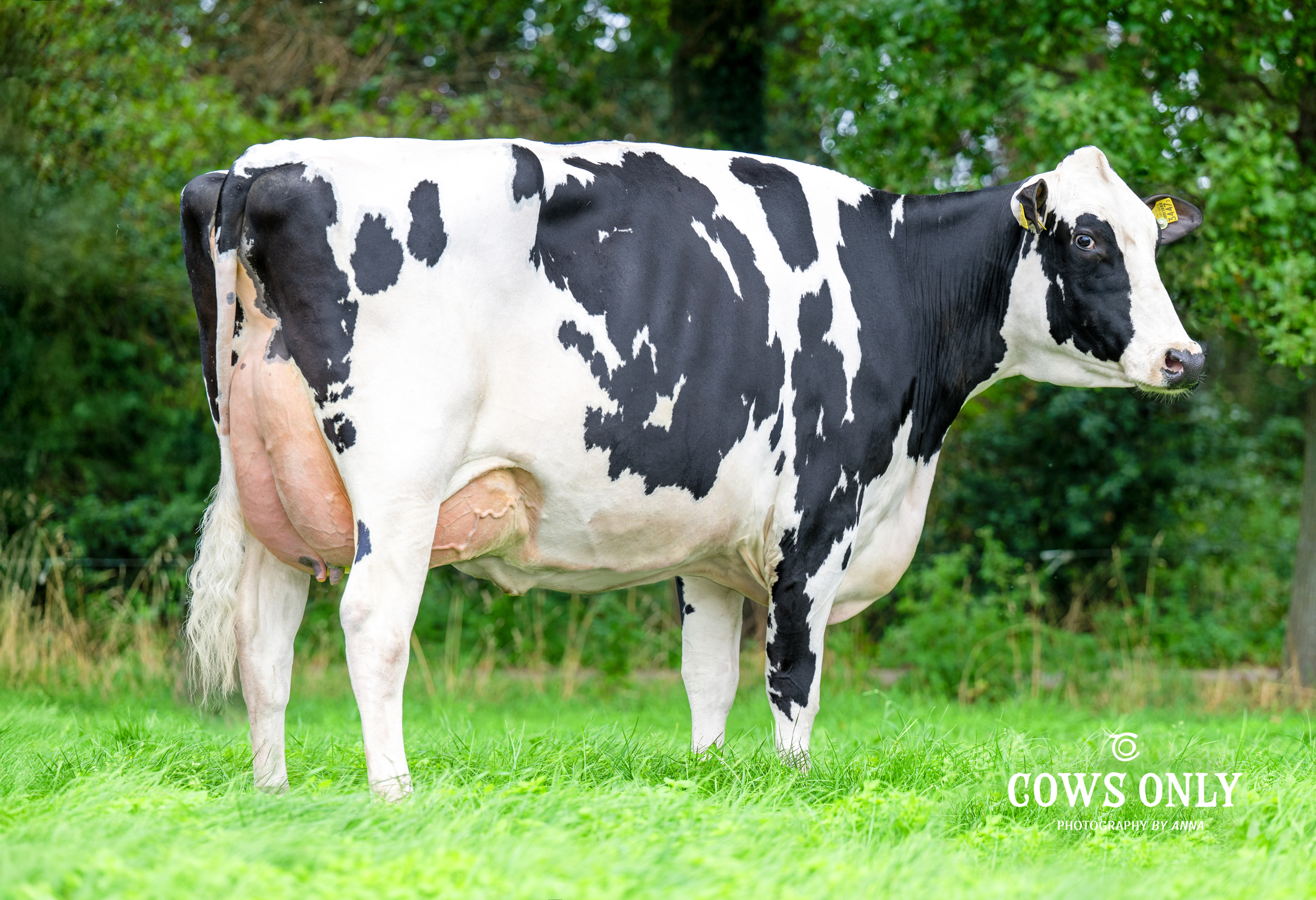 M: Gobeli''s Lambda June VG-87
