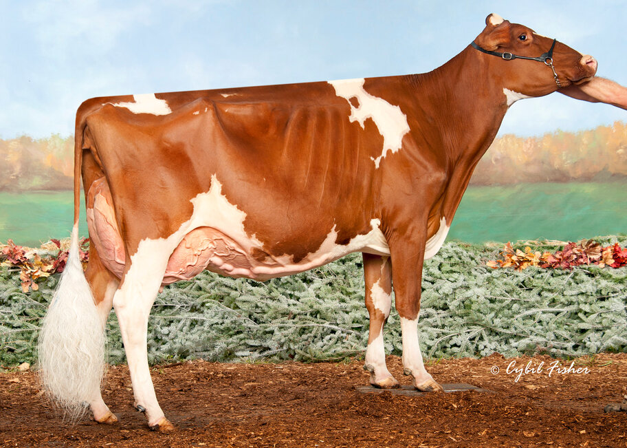 GM: Robin-Hood Pretty In-Red EX-94