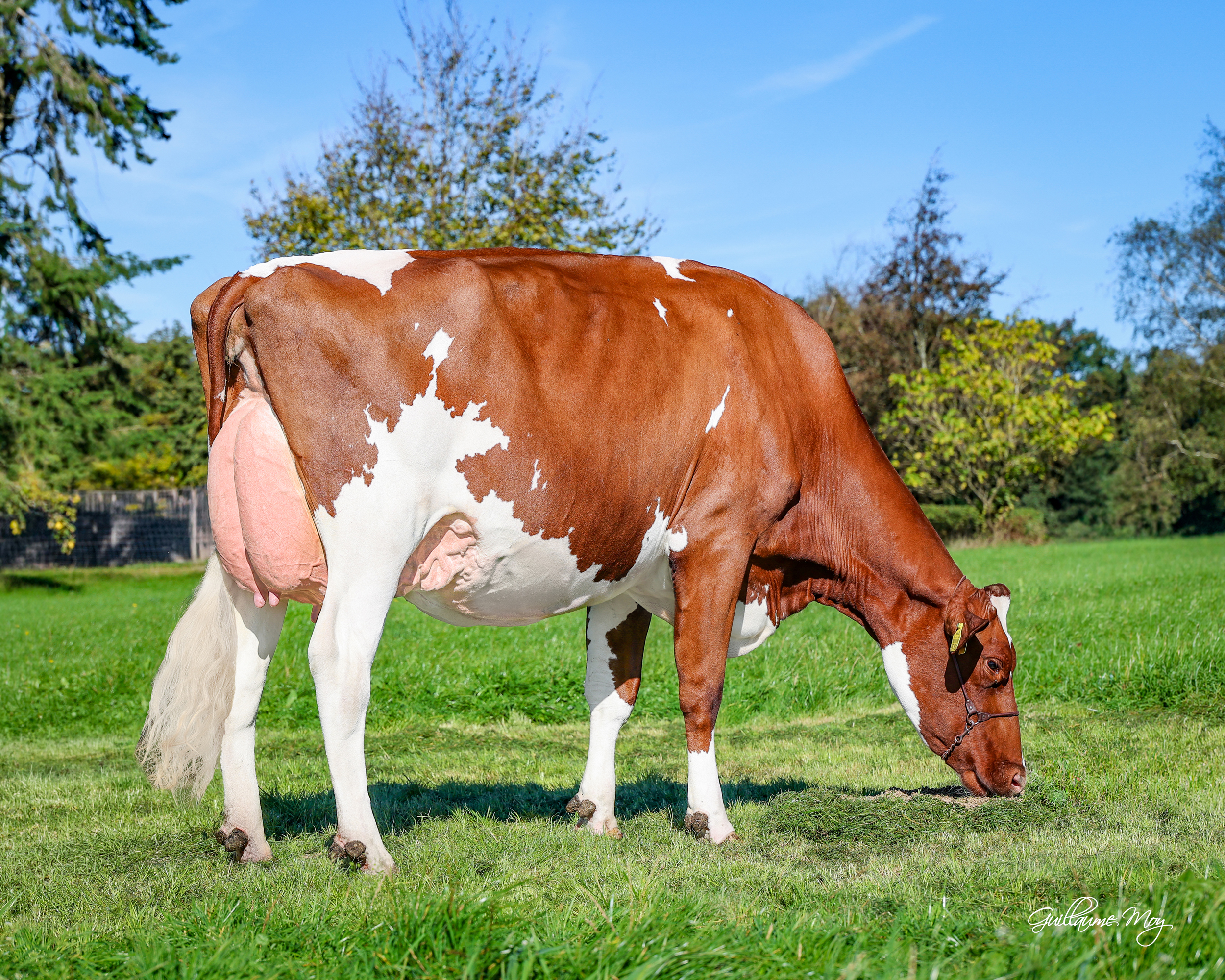 M: Robin-Hood Paradise VG-86