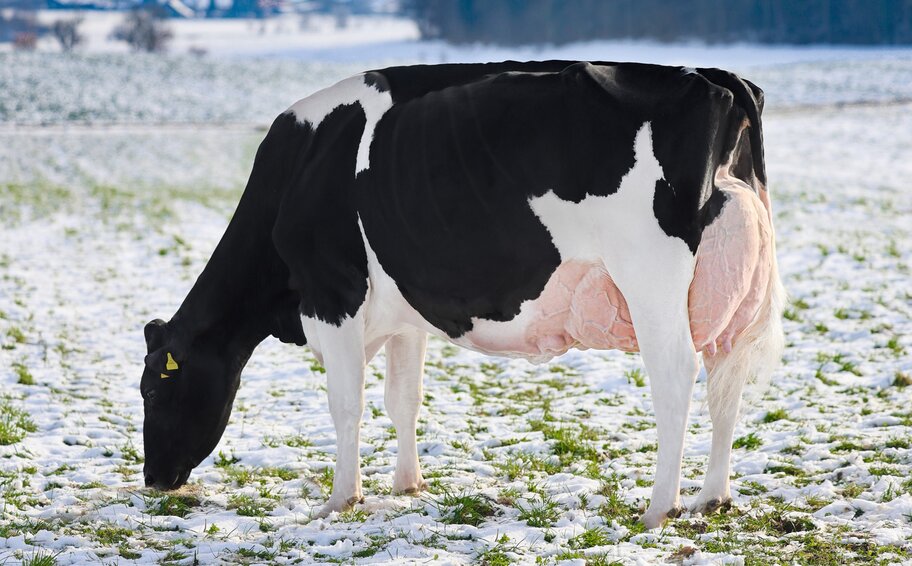 UGM: Hanna-Vray EX-96