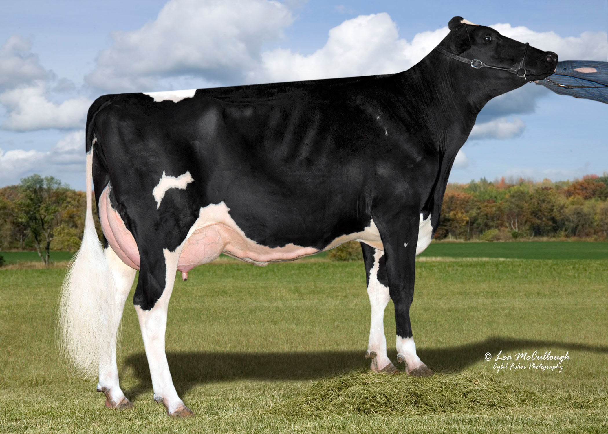 5th dam: Cookiecutter MOM Halo VG-88