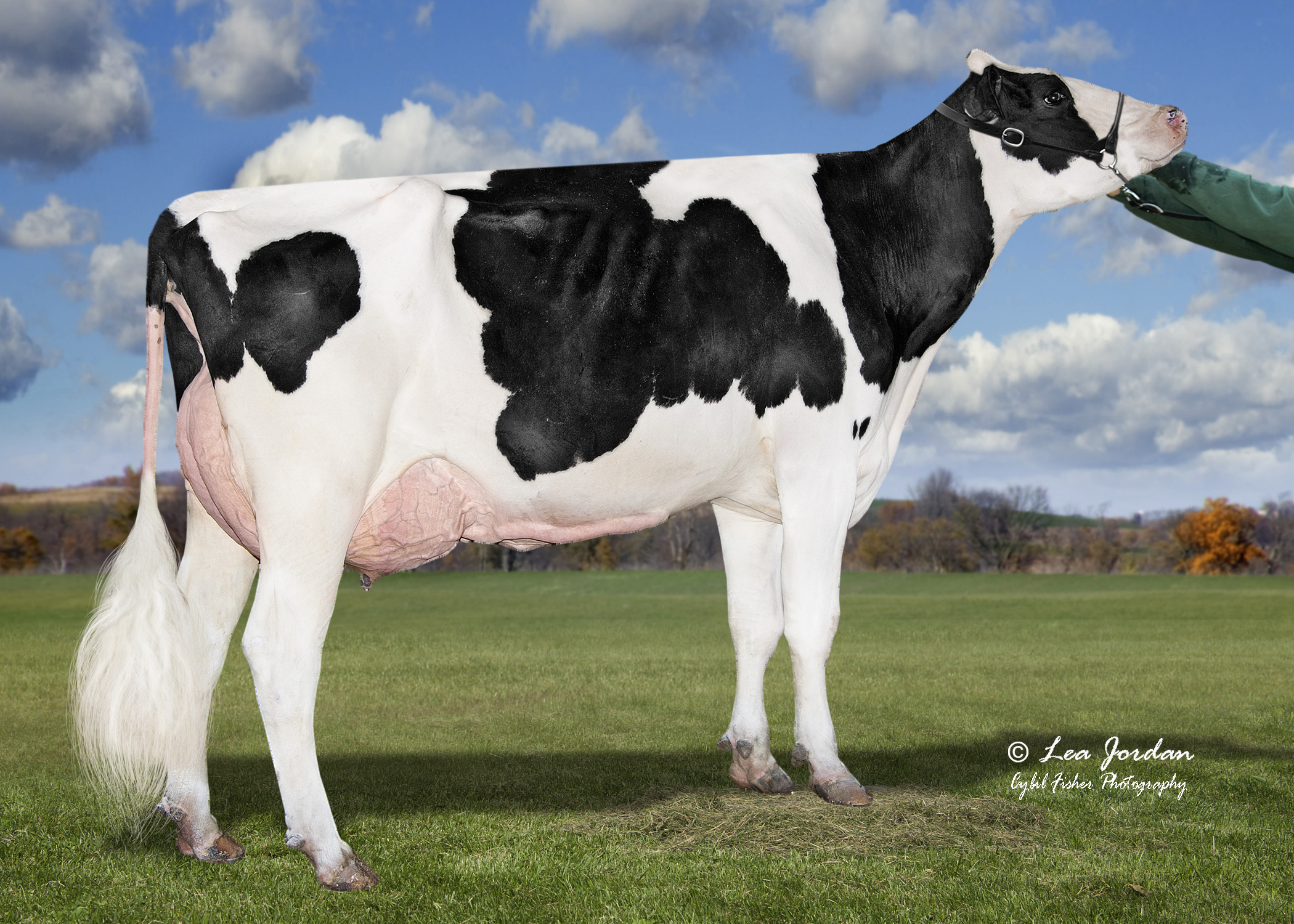 4th dam: PEAK Honey Imax 80823 VG-85