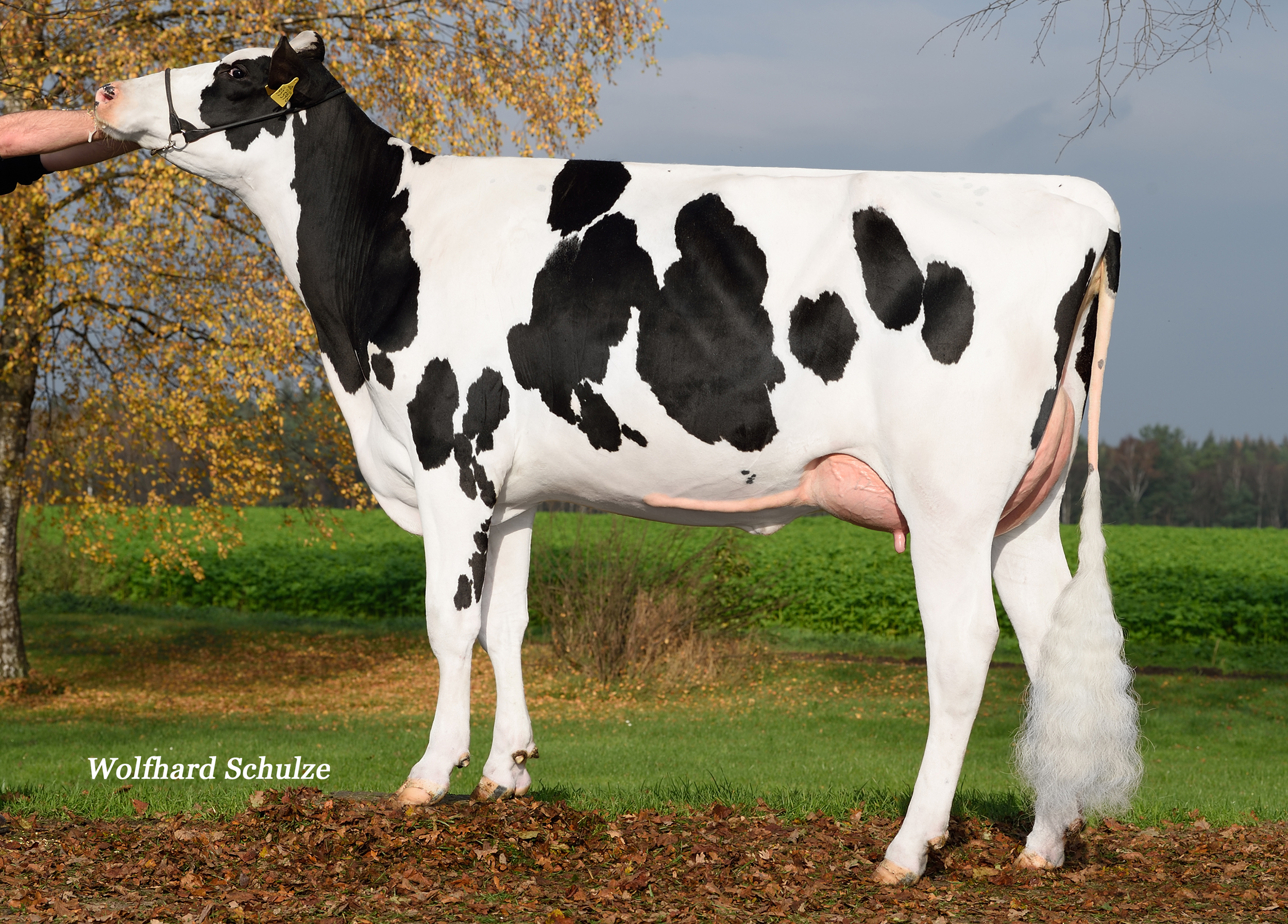 Great Granddam:  Ista VG-88