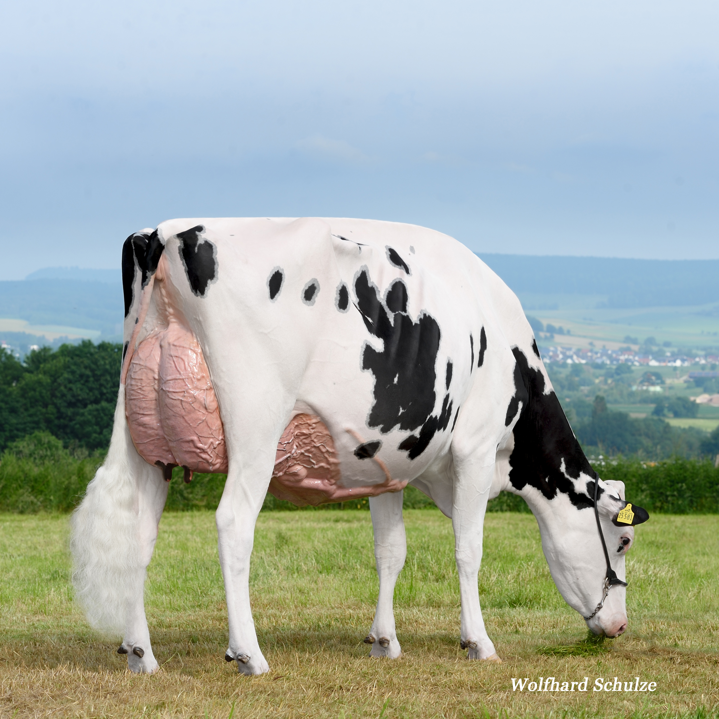 Same Cowfamily: OHB Atwood Dream EX-93