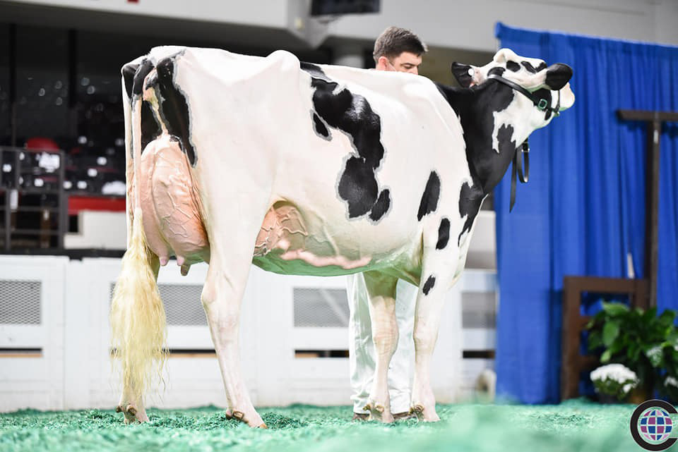 Halfsister to dam: Kings-Ransom Montry Cans EX-95