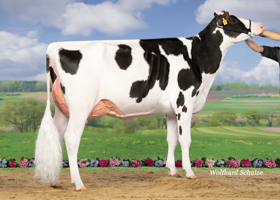 M: FG Charlize VG-87