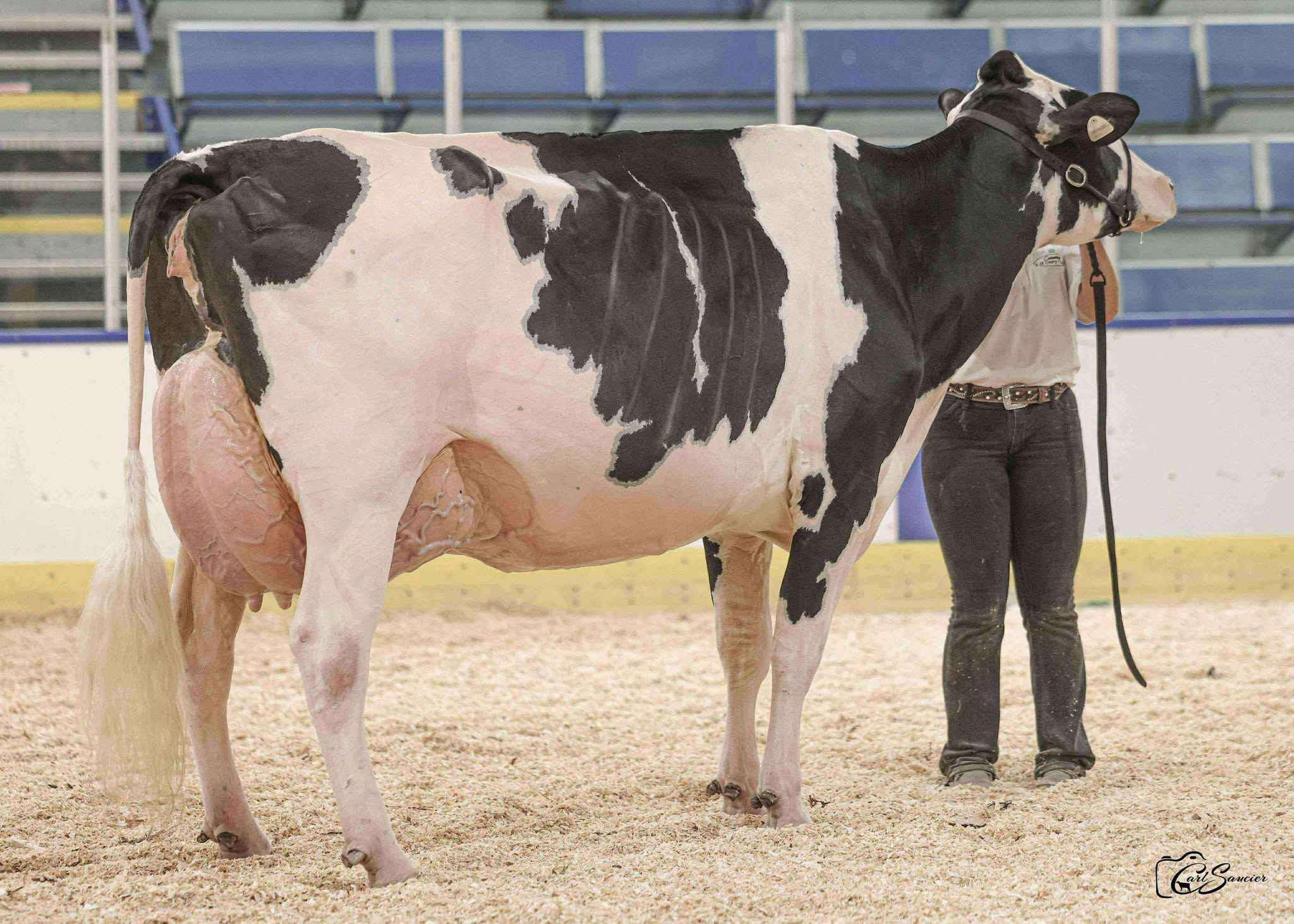 Fullsister to dam: Jacobs Unix Victoria EX-93 (95 MS)