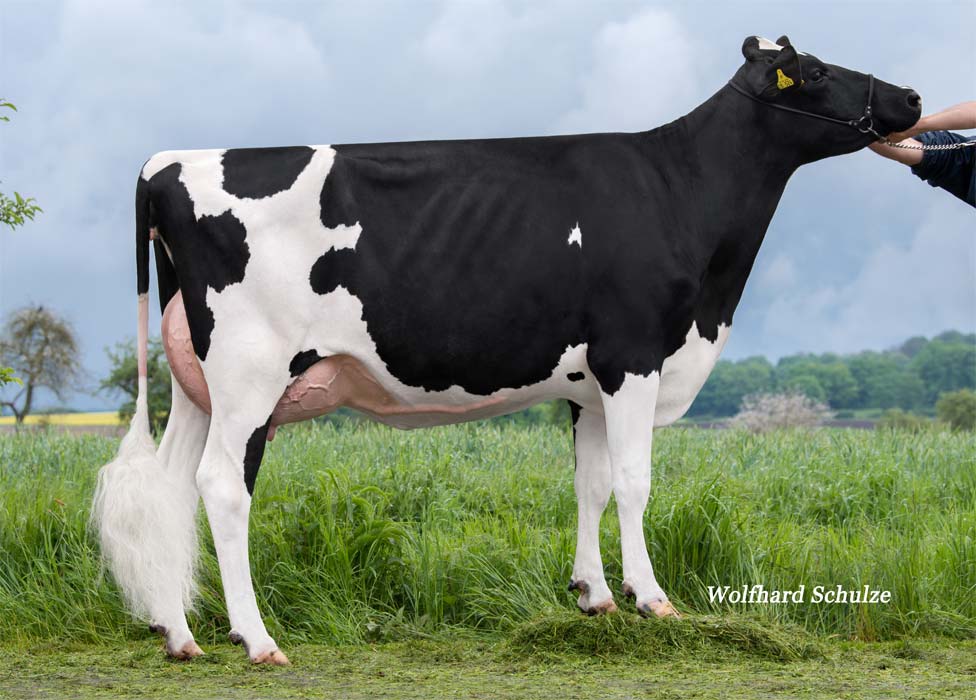 Halfsister to granddam: Progenesis Dublin Bounty VG-85