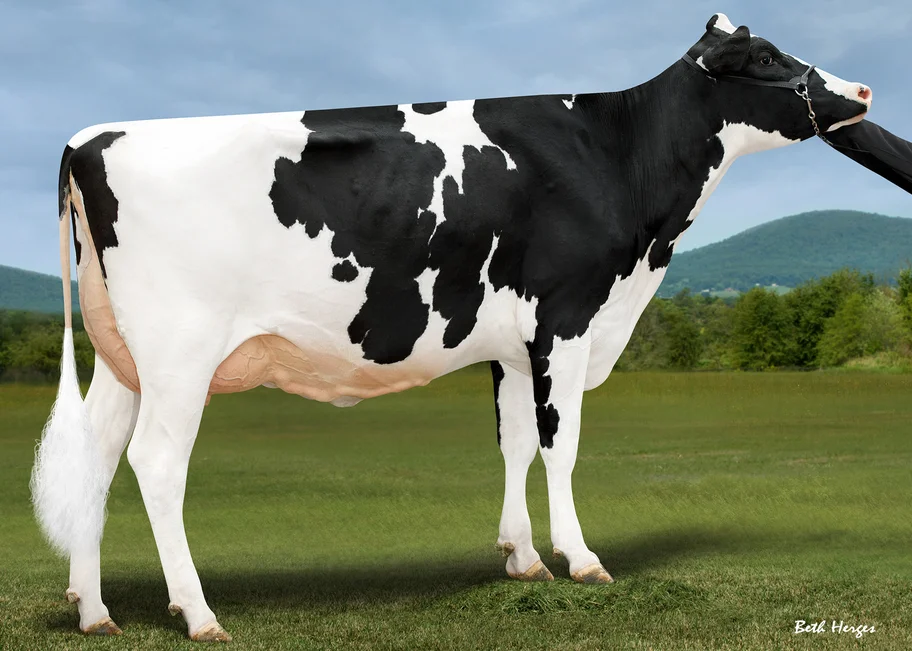 UGM: TTM Renegade Ashanti EX-92