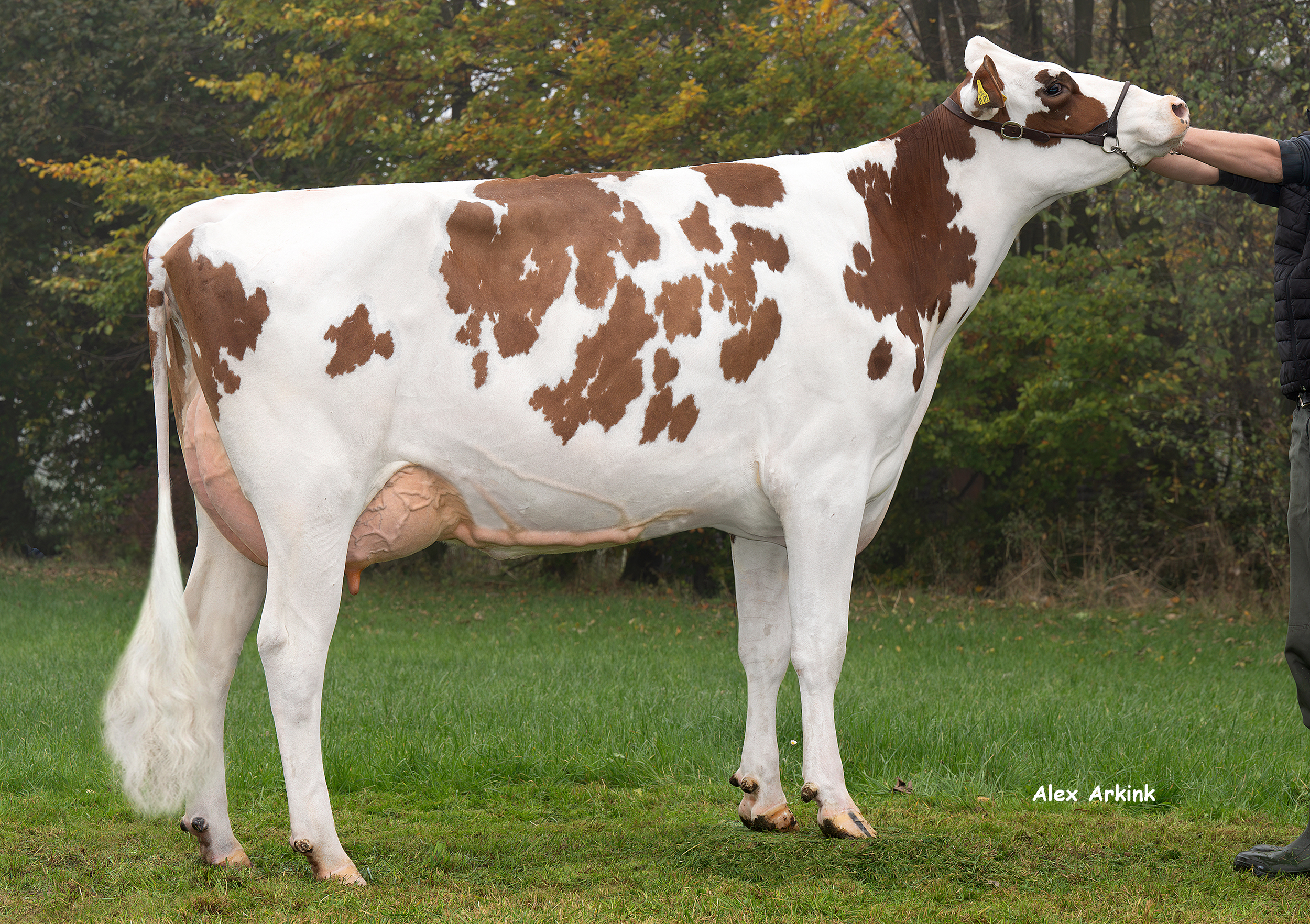 GM: ZFZ Mailand VG-87