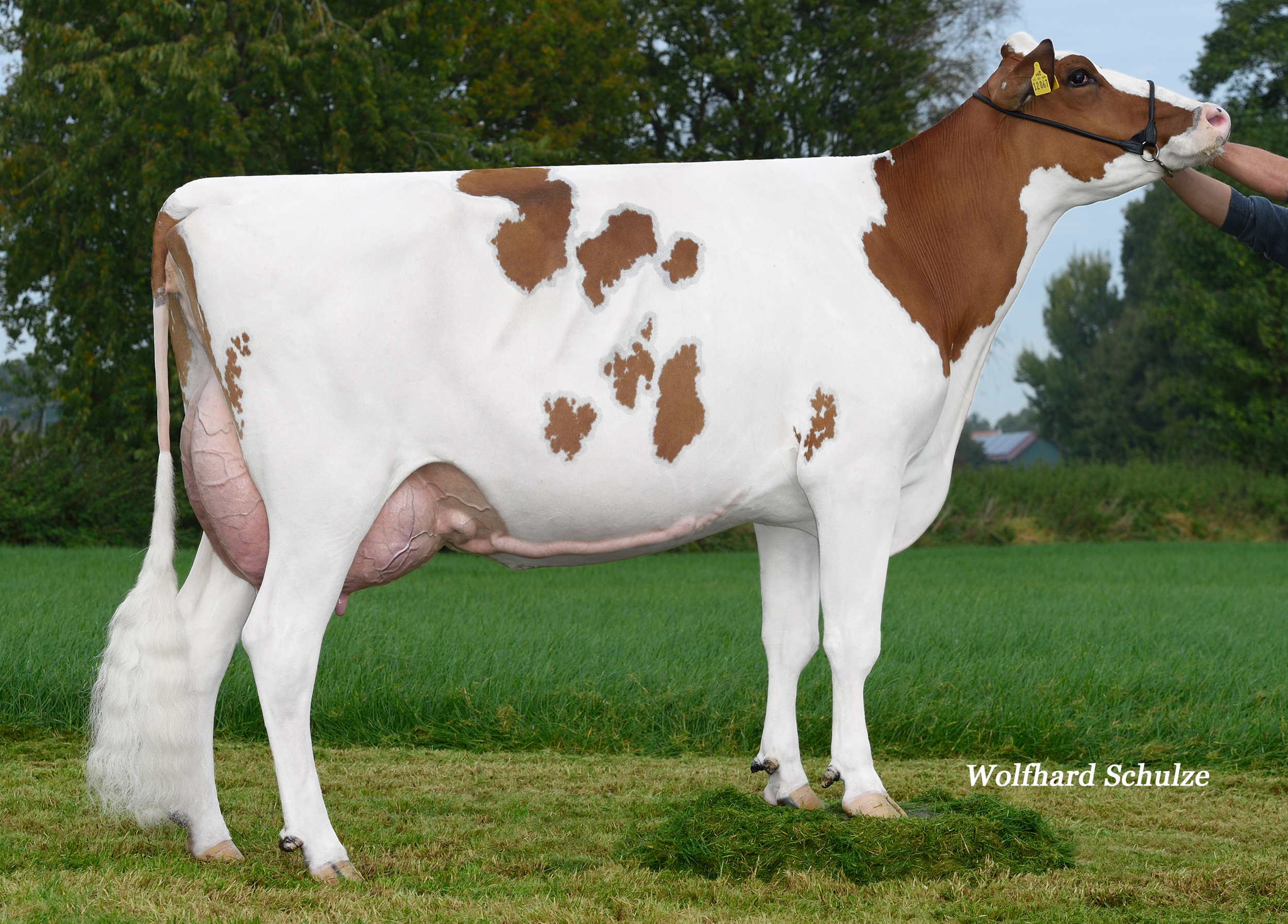 Halfsister to dam:  HO Pace Pamela VG-85