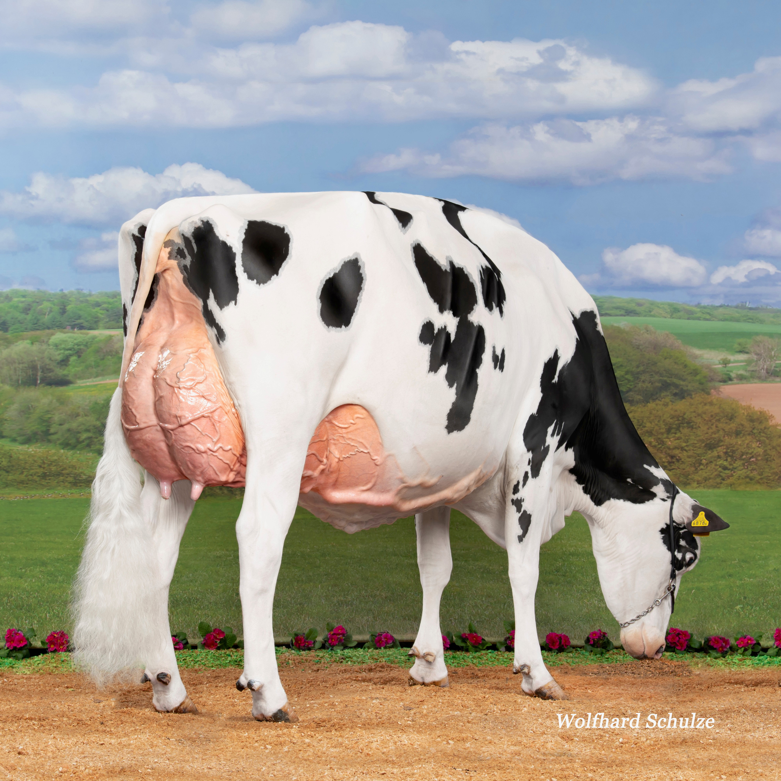 GM: Les Ponts Chief Elina EX-94