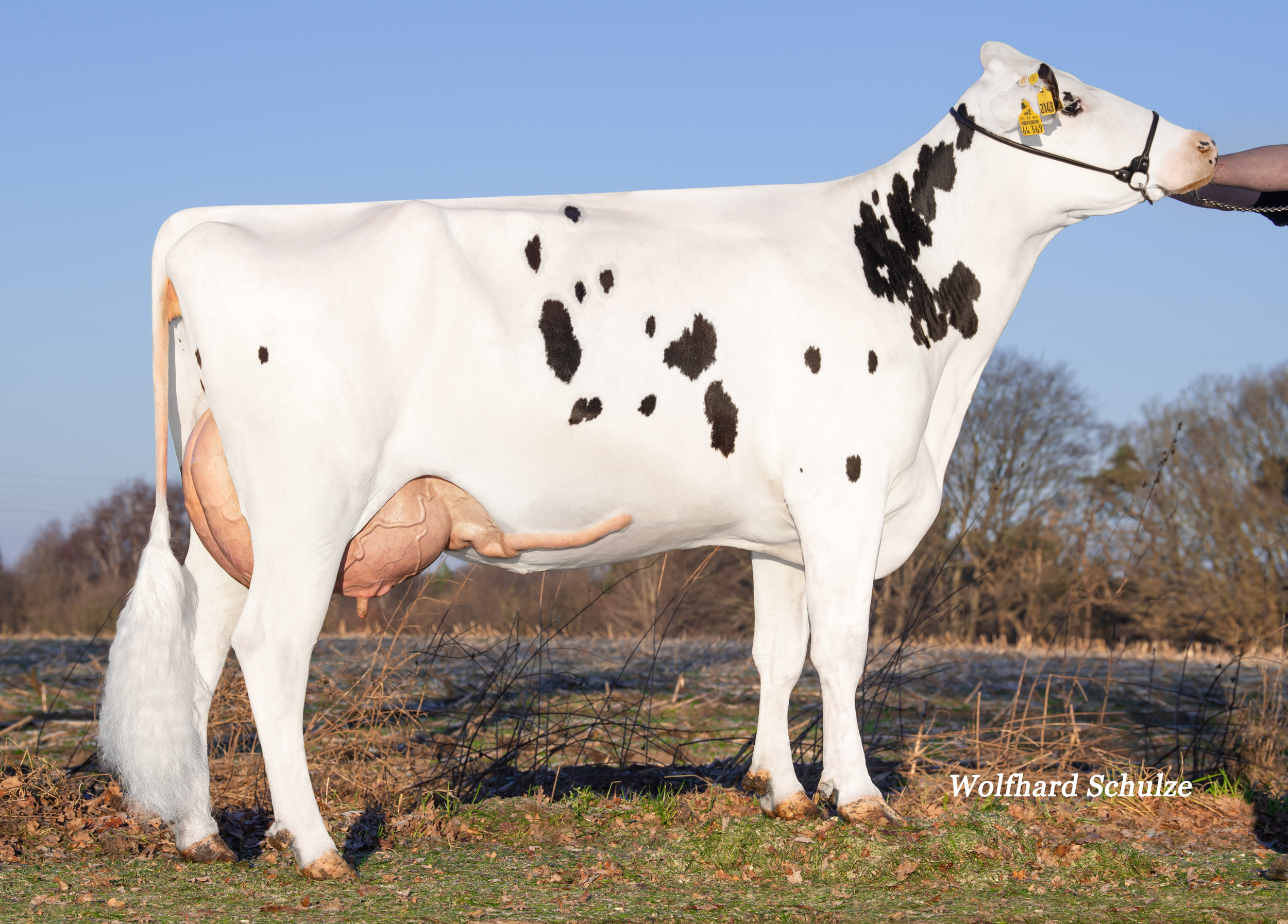Granddam: For VG-86
