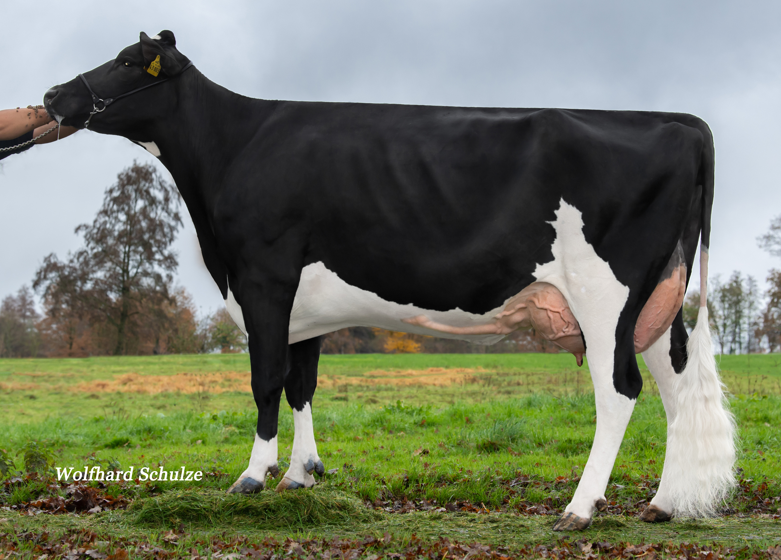 Granddam:  MAR Lady Lena VG-85