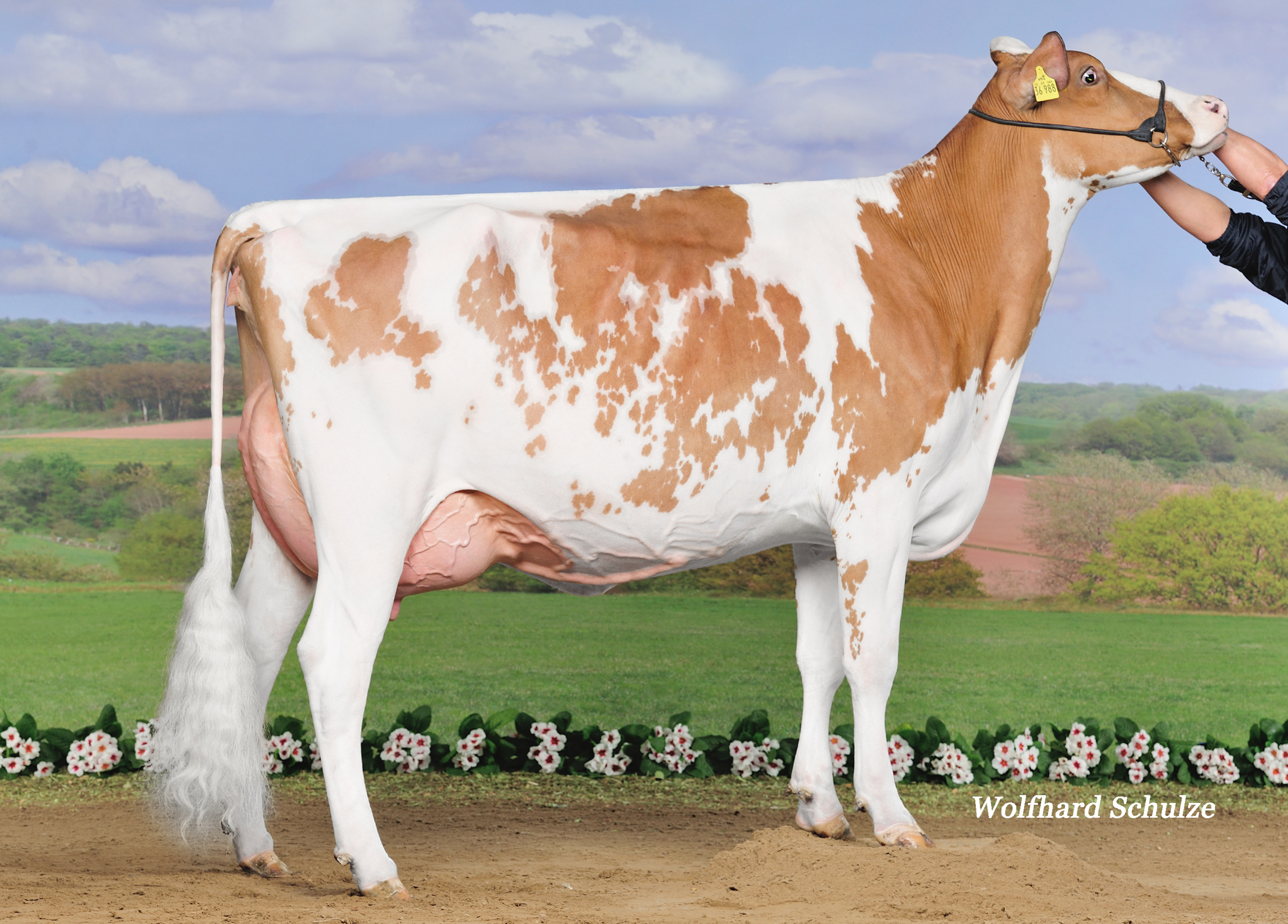 4th dam: Hat Mad Max Maxie EX-90