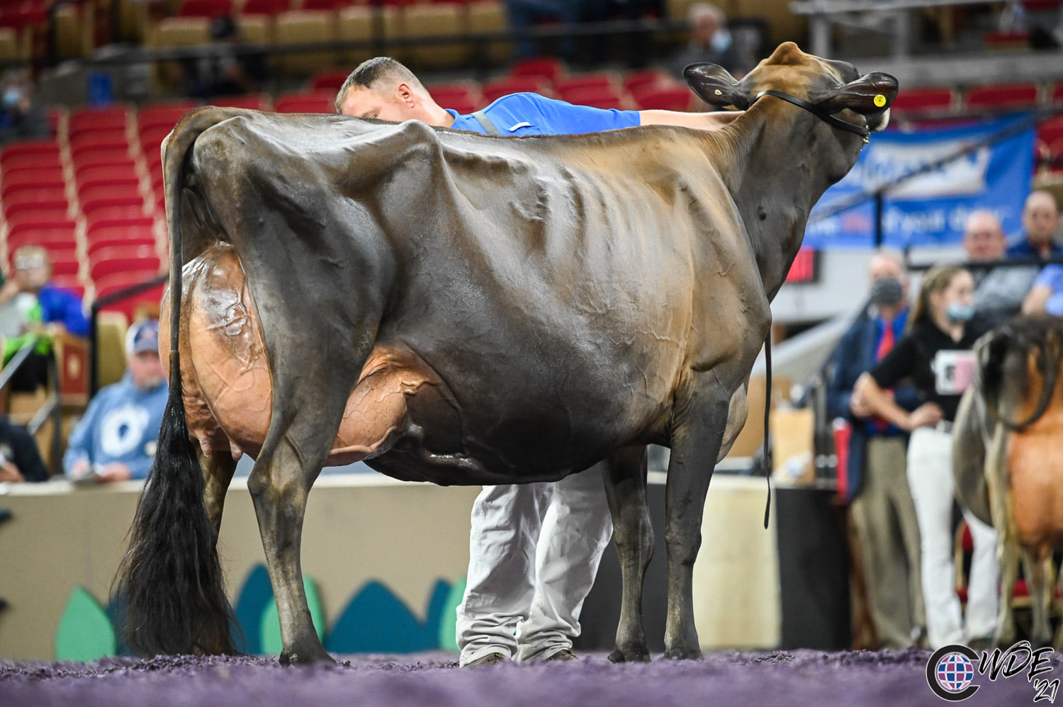Granddam: Bri-Lin Valson Spritz EX-97