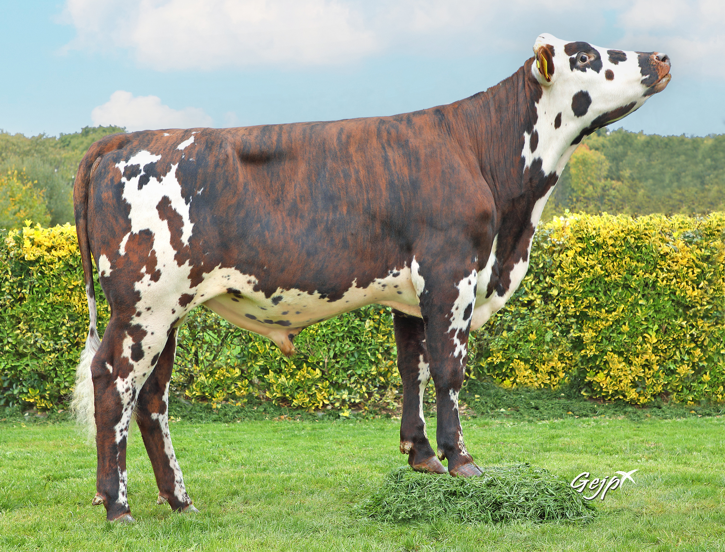 Sire: Sauvignon 