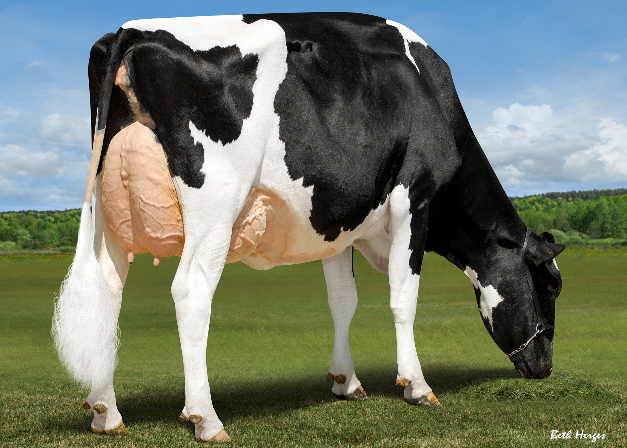 Dam: Duckett Doorman Victory EX-90