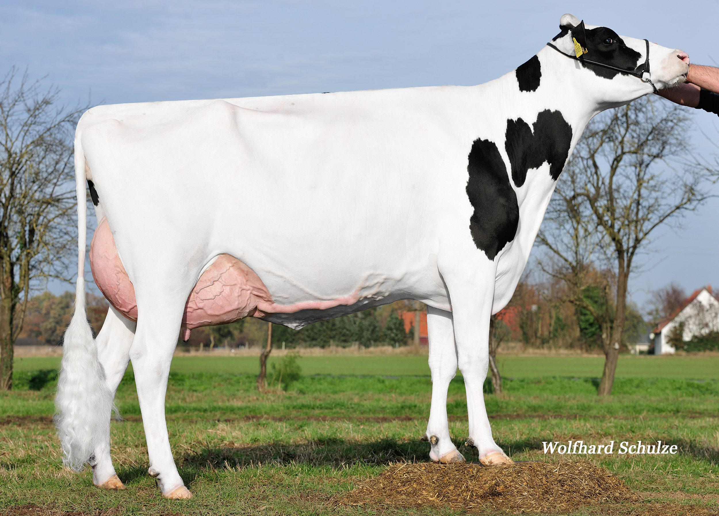 Great Granddam: SHo 35 VG-88