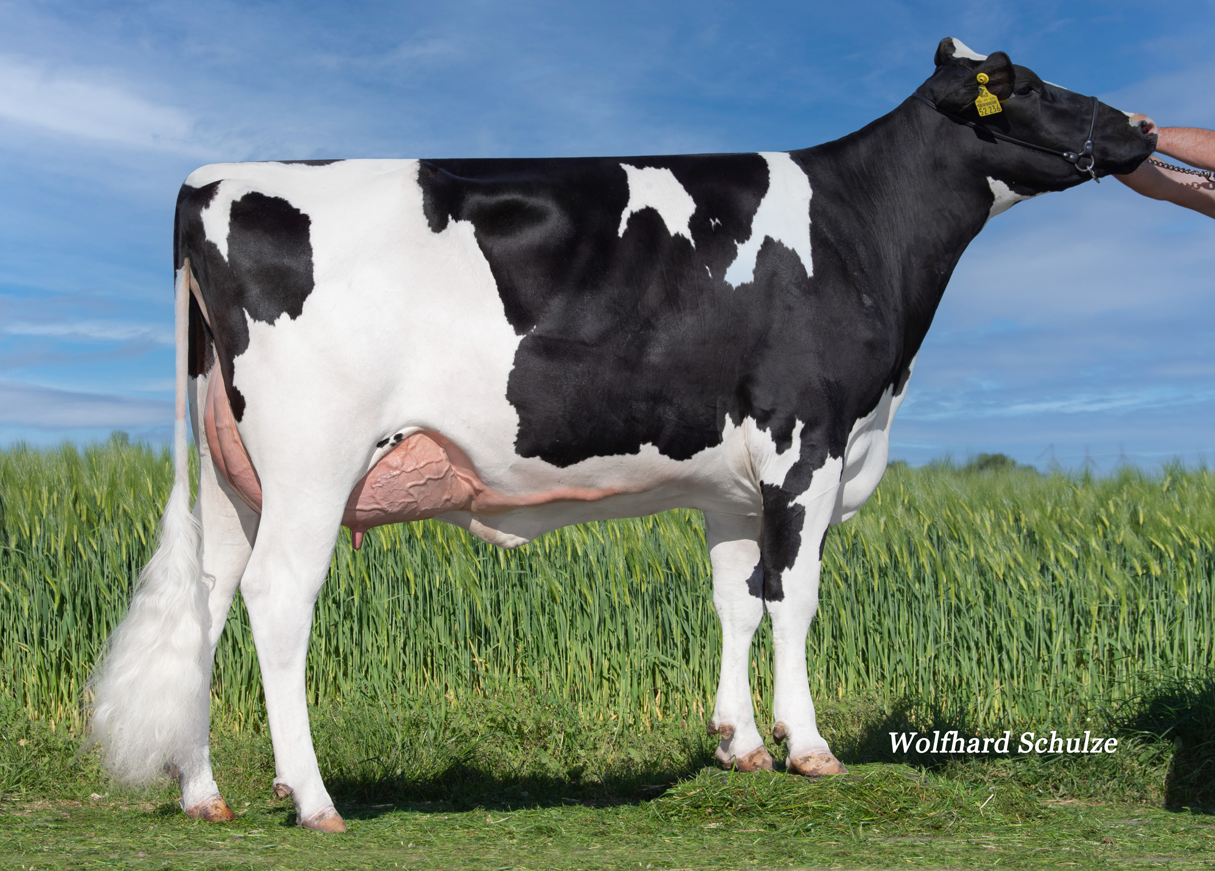 Dam: MOK Brenda VG-86