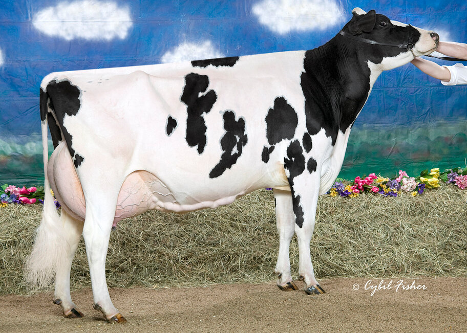 Broad cow: Whittier-Farms Outside Roz EX-95