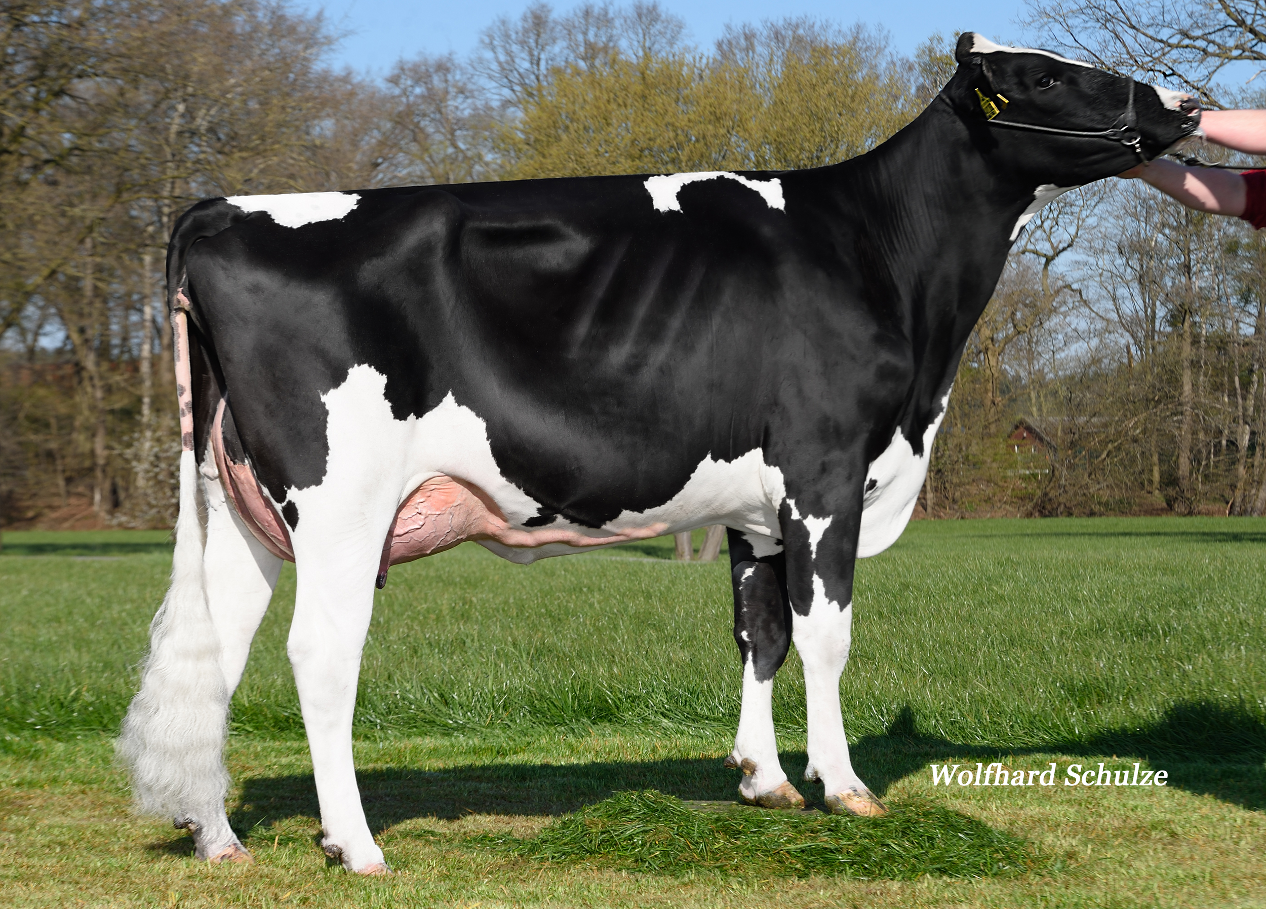Granddam: JS Rozdream EX-90