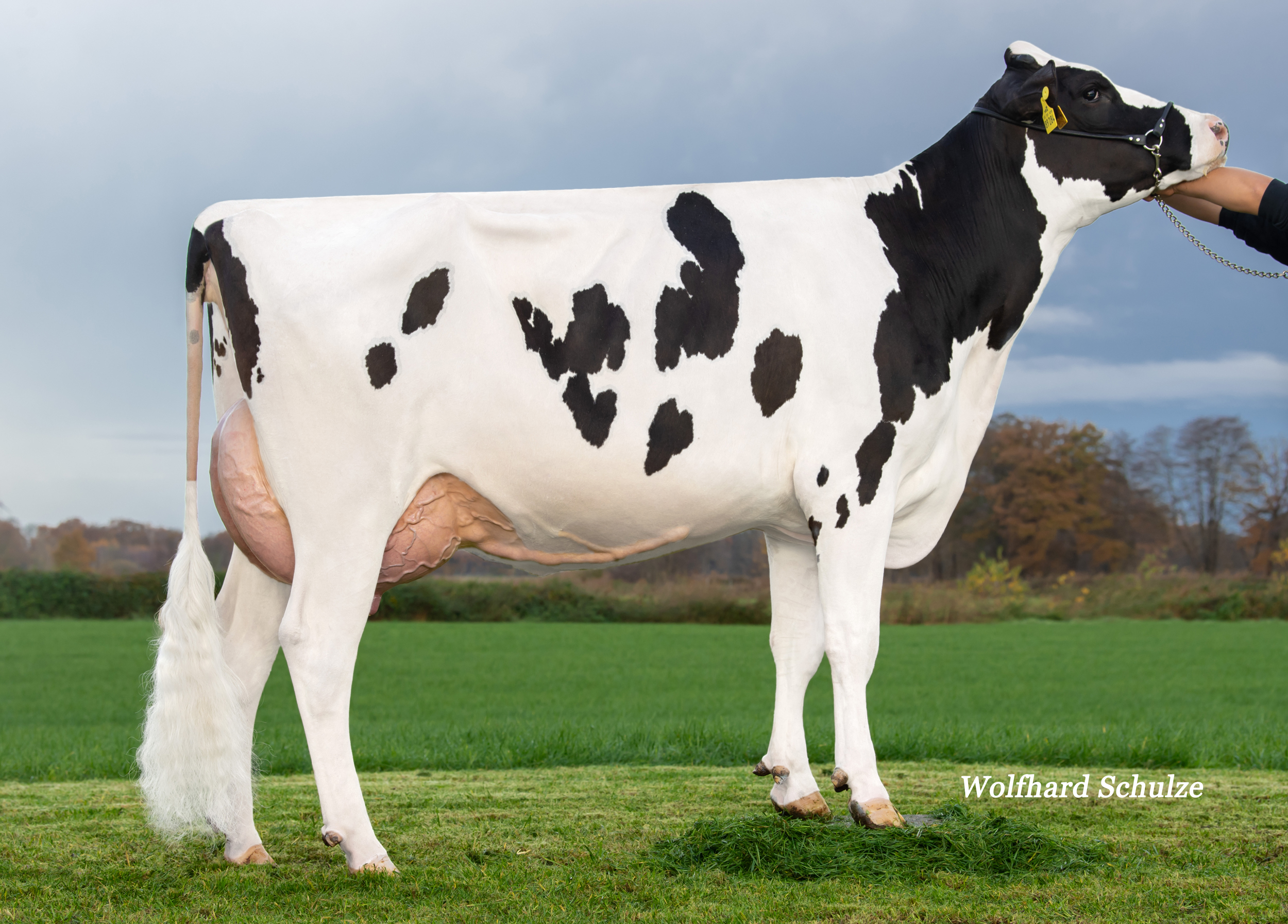 Granddam: MAR Birte VG-87