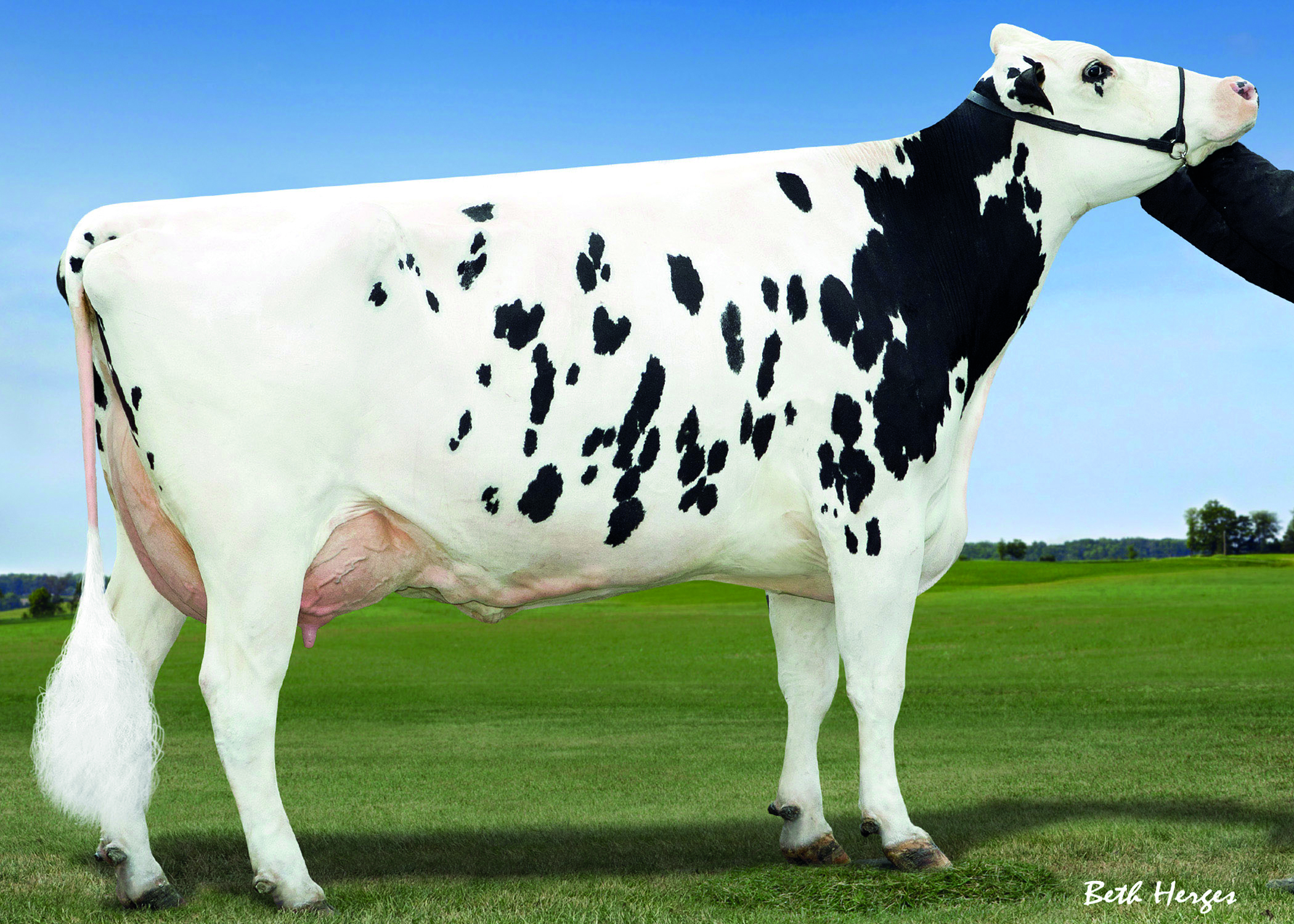 Broad cow: De-Su Shottle 7012 EX-92