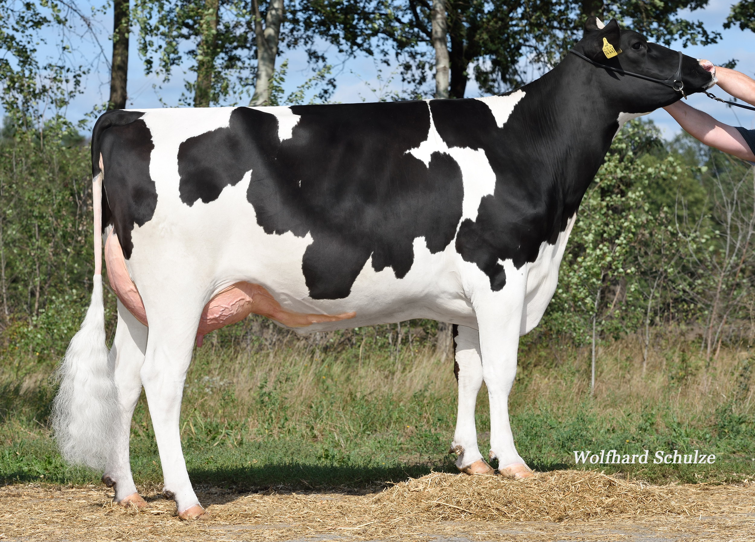 5th dam: WEH Board Brasilia VG-89
