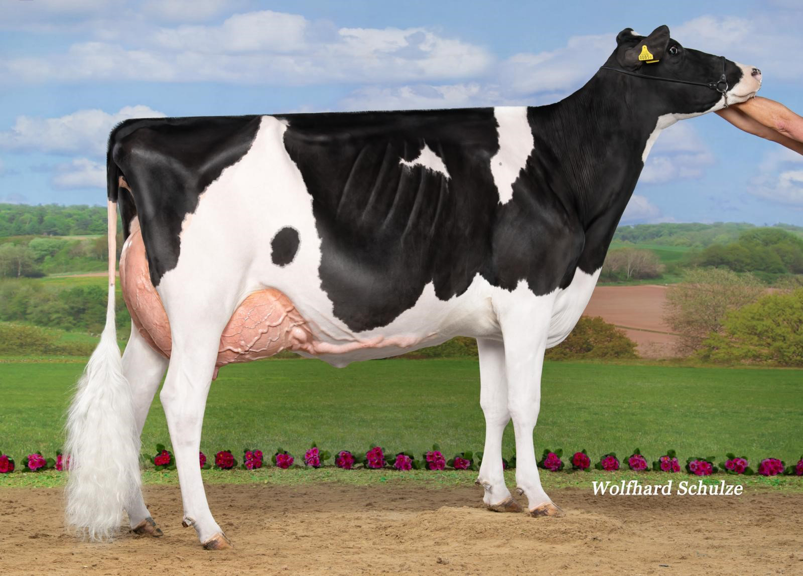 Dam: Mattenhof Tatoo Haisha EX-94