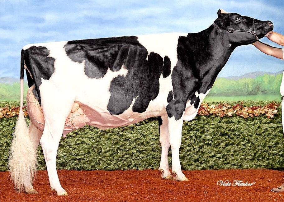 4th dam: Kingsway Sanchez Arangatang EX-95
