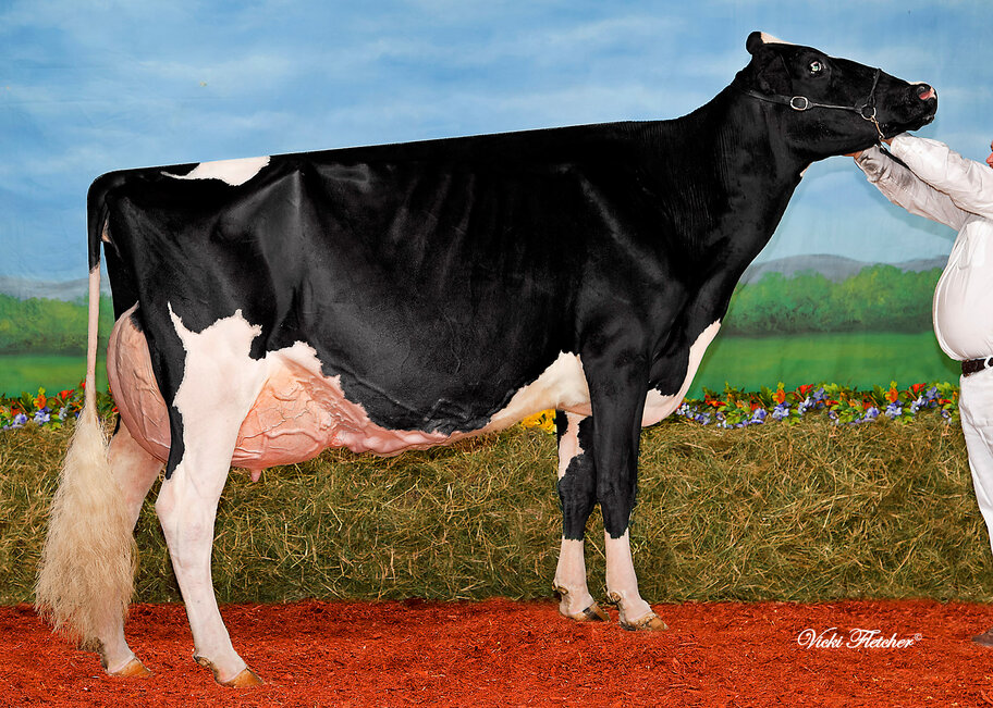 Granddam: MS Goldwyn Alana EX-96