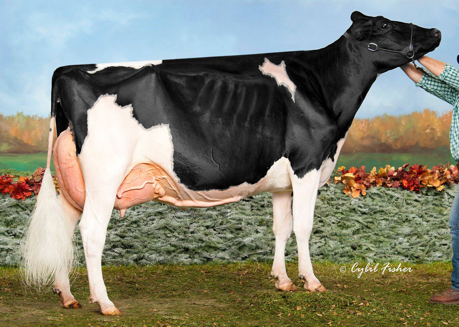 Same cowfamily: Weeks Dundee Anika EX-97