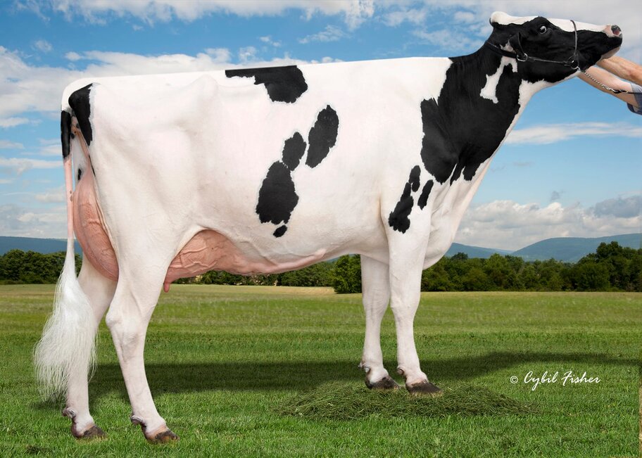 Granddam: AL-LEW Monterey Ashley 1346 EX-95