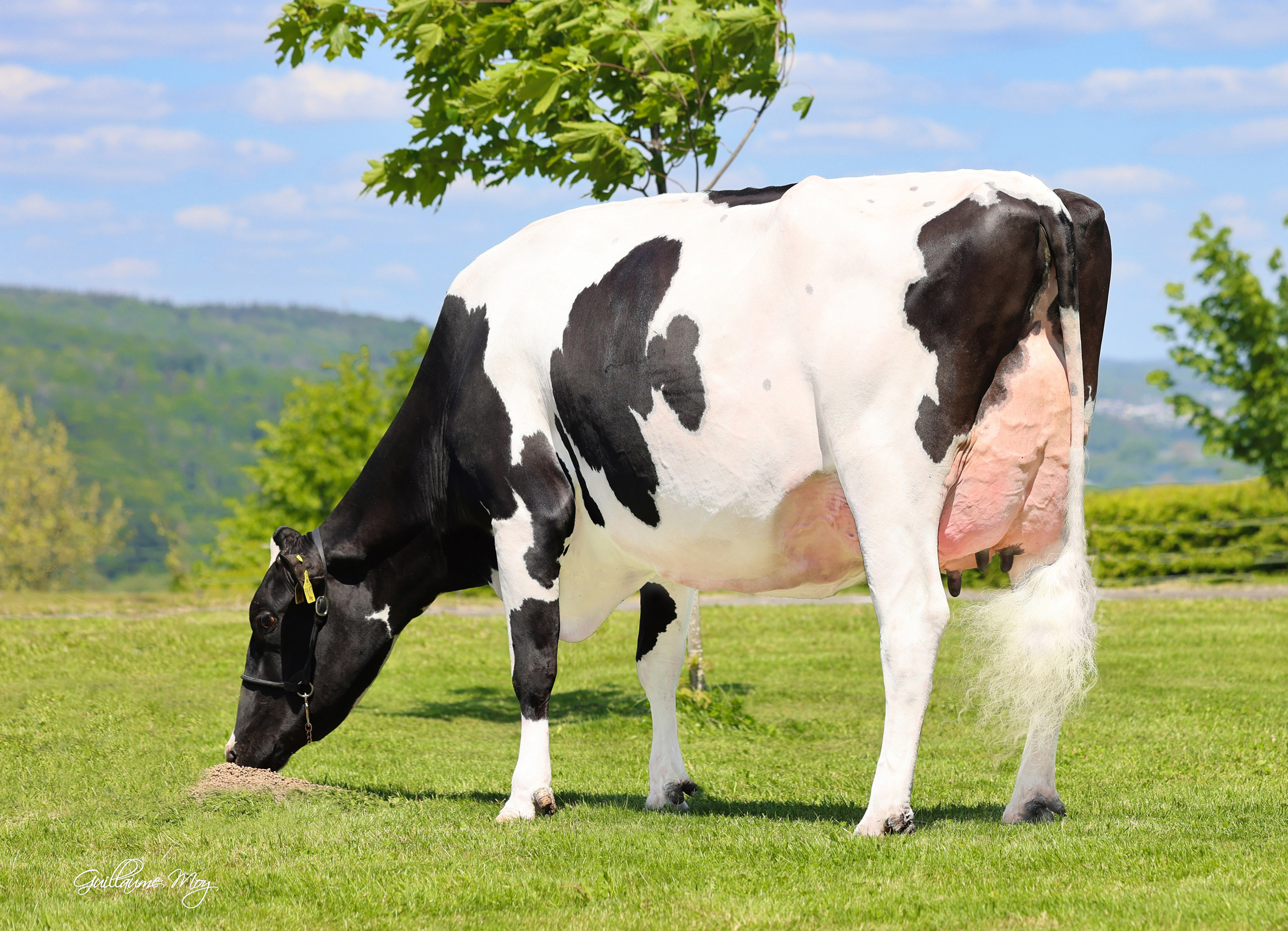 Dam: NH DG Amalia VG-89