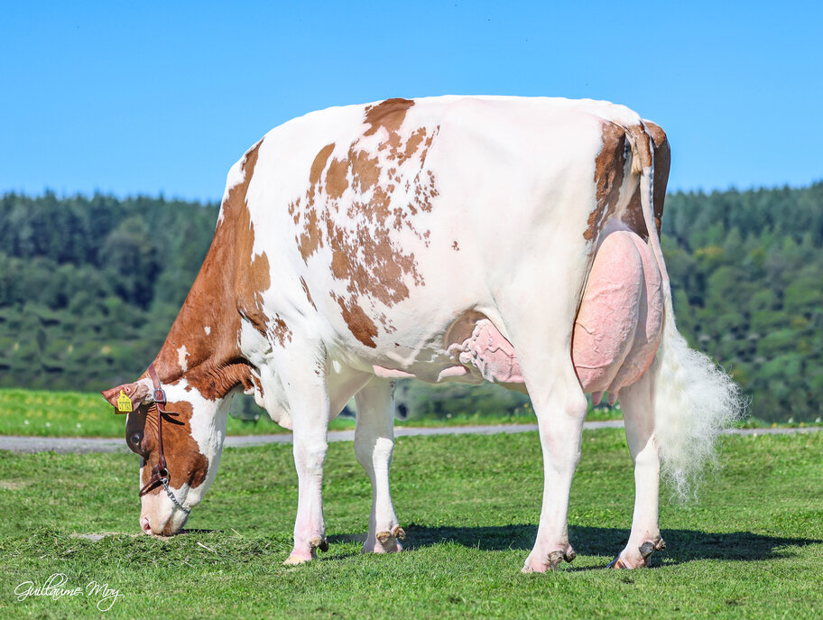 Dam: Milksource Destiny Red EX-92