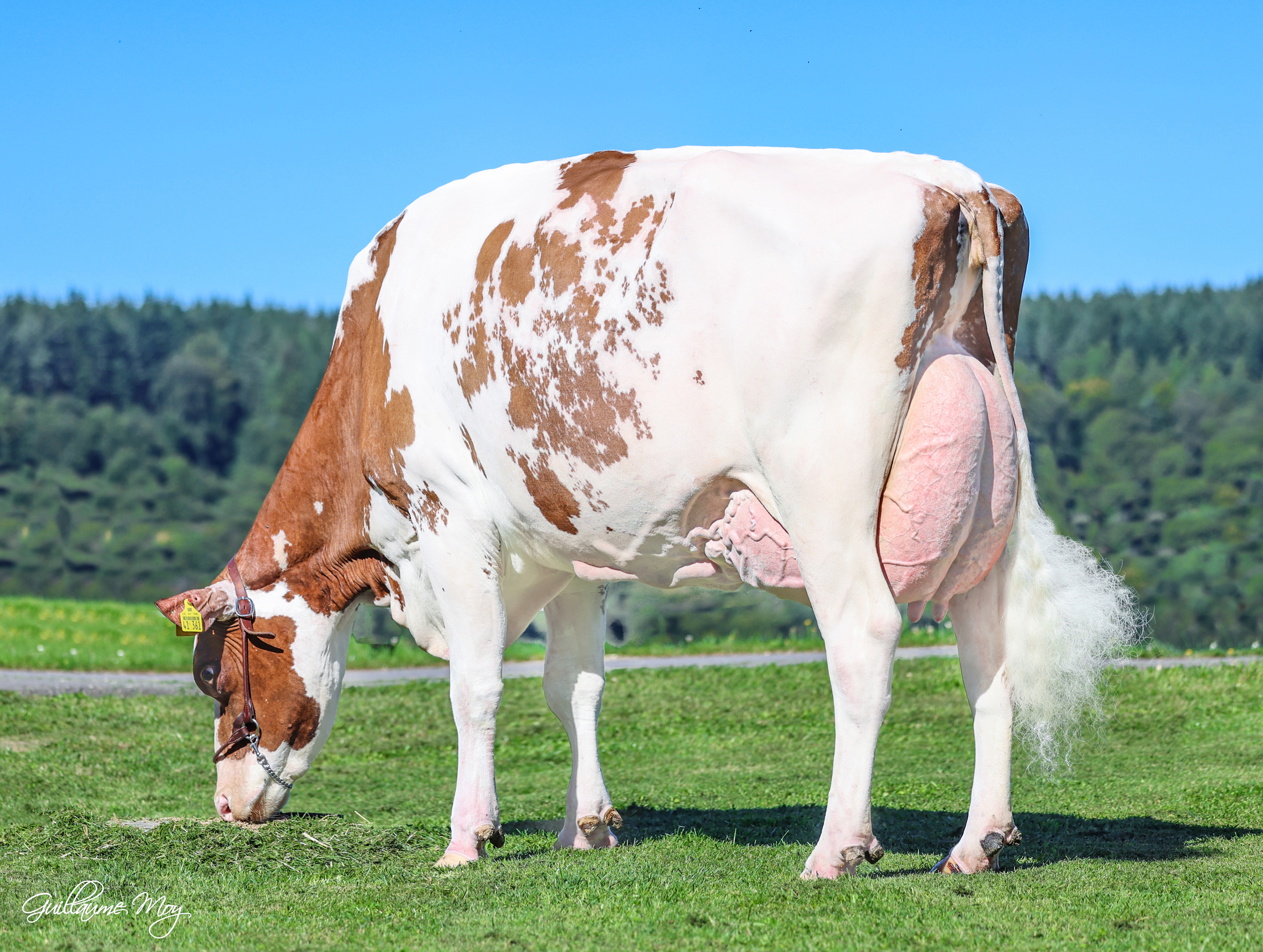 Dam: Milksource Destiny Red EX-92