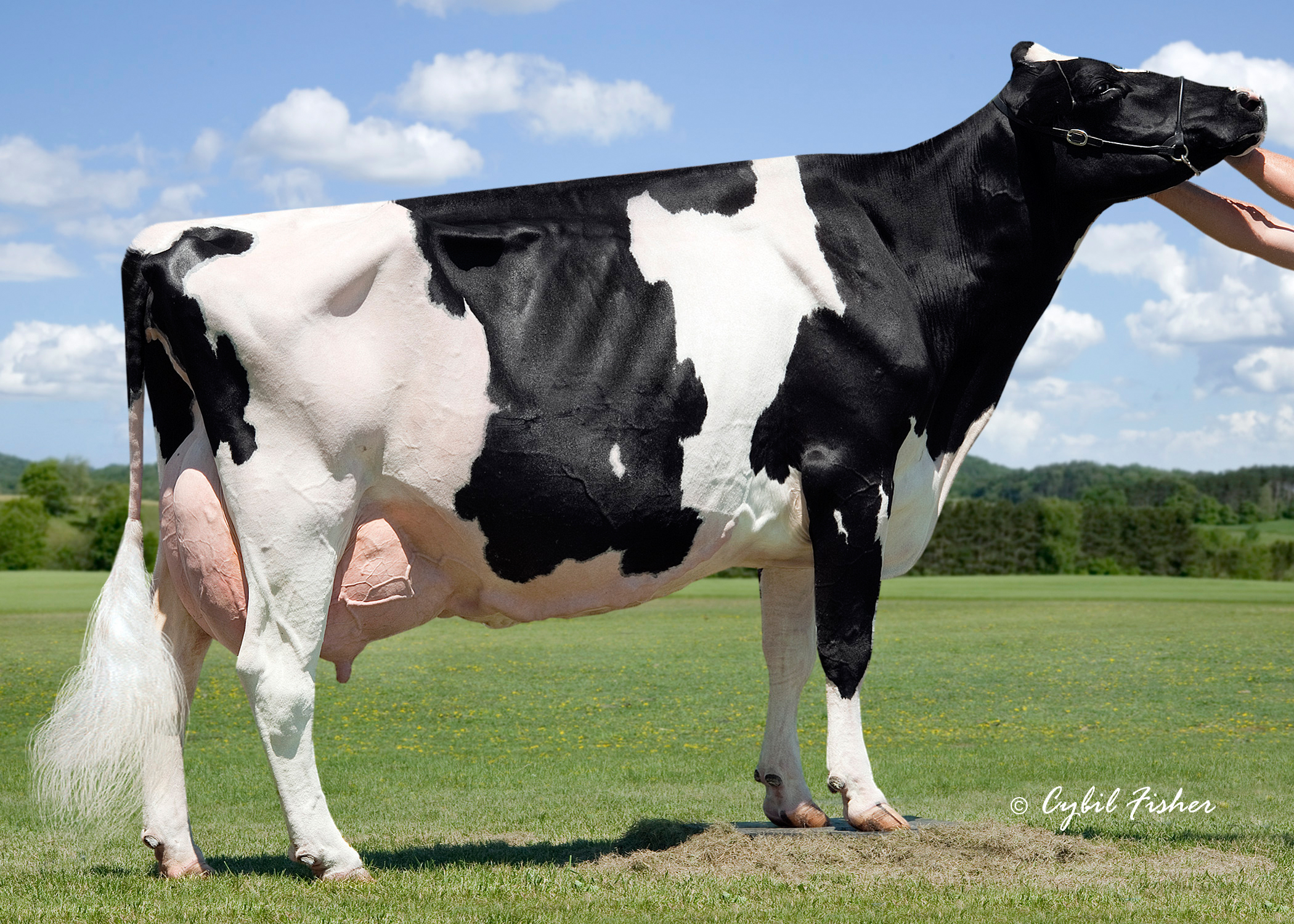 4th dam: Budjon Redmarker Desire EX-96