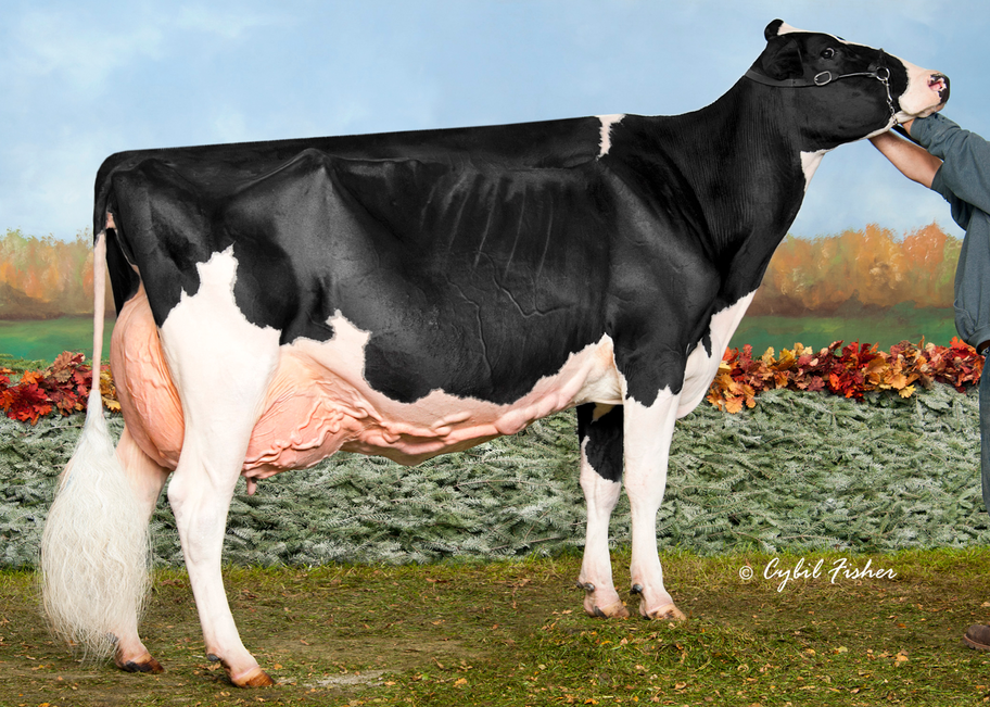 Dam: Blondin Goldwyn Subliminal EX-97